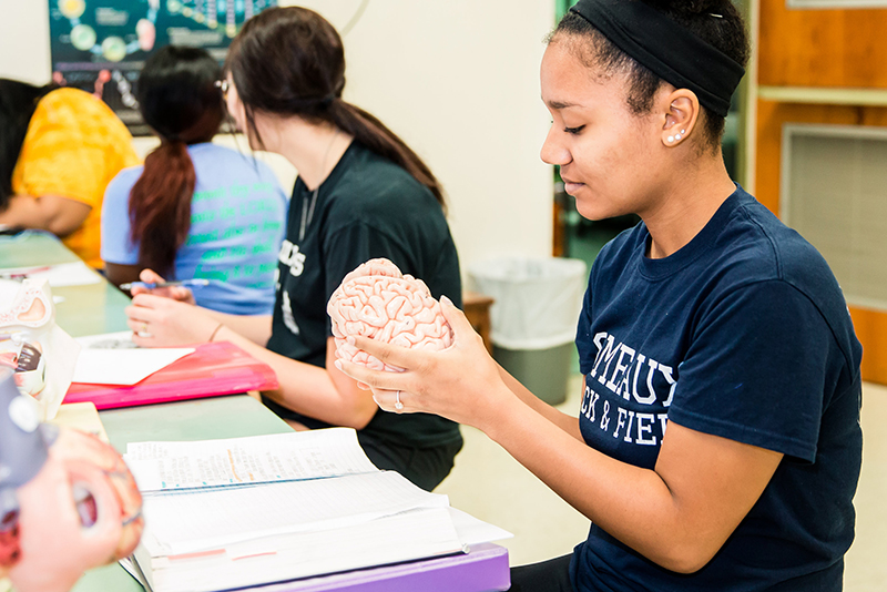 Photo of student studying model of the brain